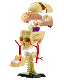 SK010 Kafatası Anatomisi Modeli